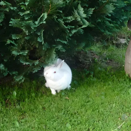 Haus Pfaff Hébergement de vacances