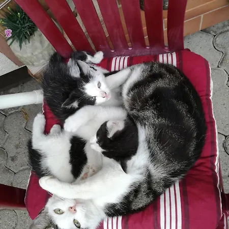 Hébergement de vacances Haus Pfaff