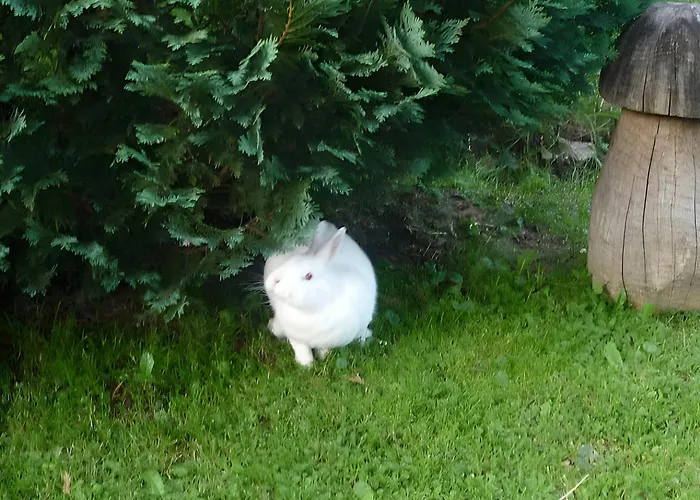 Haus Pfaff Semesterbostad